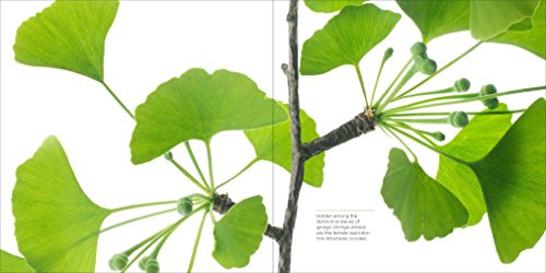 Trees Up Close: The Beauty of Their Bark, Leaves, Flowers, and Seeds (Seeing Series)