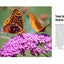 Birds & Blooms Everyday Nature Secrets: Discover the Hidden World in Your Backyard