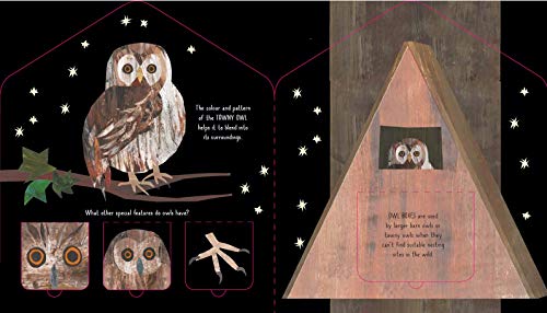 Bird House (A Clover Robin Book of Nature)