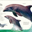 Antología de animales extraordinarios (An Anthology of Intriguing Animals) (DK Children's Anthologies) (Spanish Edition)