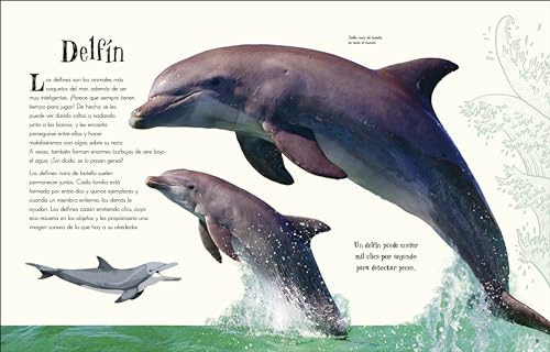 Antología de animales extraordinarios (An Anthology of Intriguing Animals) (DK Children's Anthologies) (Spanish Edition)