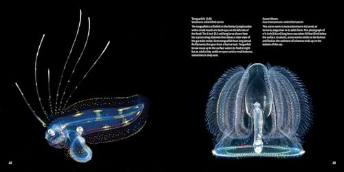 Strange Sea Creatures