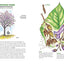 The Tree Book for Kids and Their Grown-Ups