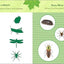 The Backyard Bug Book for Kids: Storybook, Insect Facts, and Activities (Little Scientists Learn)