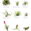 Creative Terrariums: 33 Modern Mini-Gardens for Your Home (Fox Chapel Publishing) Step-by-Step Cutting-Edge, Contemporary Designs to Add a Decorative Organic Presence to Even the Smallest Room