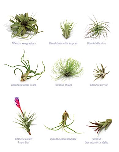 Creative Terrariums: 33 Modern Mini-Gardens for Your Home (Fox Chapel Publishing) Step-by-Step Cutting-Edge, Contemporary Designs to Add a Decorative Organic Presence to Even the Smallest Room