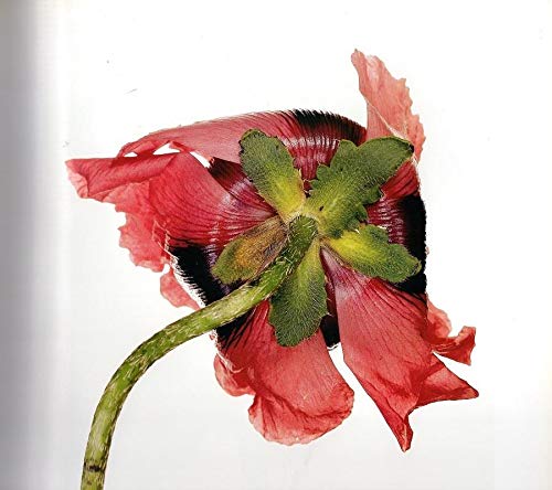 Flowers by Irving Penn (Hardcover)