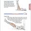 Bodyweight Strength Training Anatomy