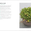 Essential Succulents: The Beginner's Guide