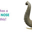 Noses (Whose Is It?)