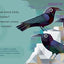 Birding for Babies: Backyard Birds: A Numbers Book