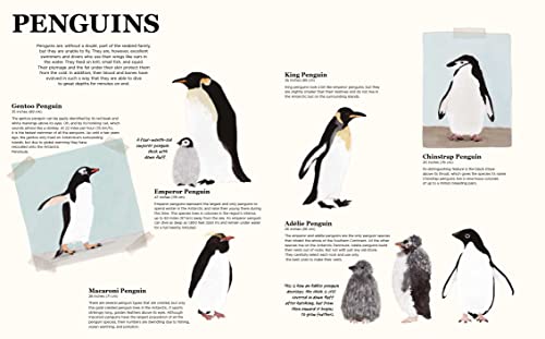 Antarctica: A Continent of Wonder
