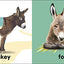 Baby Touch and Feel: Bible Animals