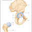 Anatomy & Physiology Flash Cards by Scientific Publishing