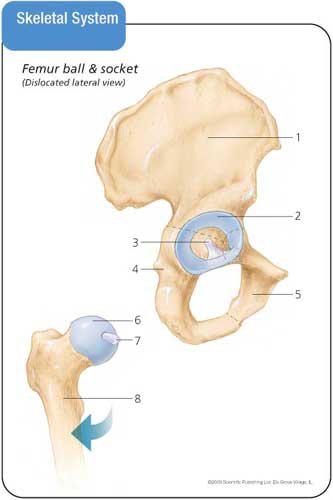 Anatomy & Physiology Flash Cards by Scientific Publishing