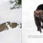 All about Wolverines: English Edition (Nunavummi Reading Series)