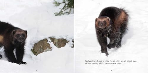 All about Wolverines: English Edition (Nunavummi Reading Series)