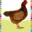 My First Touch and Feel Picture Cards: Farm (My First Board Books)