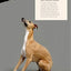 Fun & Games for a Smarter Dog: 50 Great Brain Games to Engage Your Dog (CompanionHouse Books) Teach New Behaviors Step-by-Step with Play-Based Training and Adaptations for Skill Level and Personality