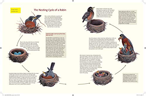 What It's Like to Be a Bird: From Flying to Nesting, Eating to Singing--What Birds Are Doing, and Why (Sibley Guides)