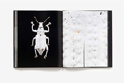 Microsculpture: Portraits of Insects