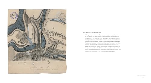 The Beautiful Brain: The Drawings of Santiago Ramon y Cajal