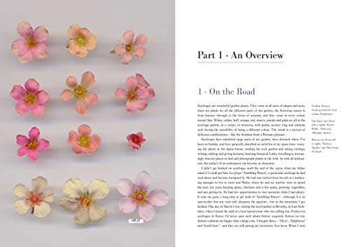 Saxifrages: The Definitive Guide to 2000 Species, Hybrids & Cultivars