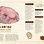A Curious Collection of Peculiar Creatures: An Illustrated Encyclopedia (Curious Collection of Creatures)