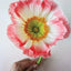 Crafting Paper Flowers: A Visual Guide to Breathtaking Botanicals