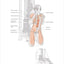Bodybuilding Anatomy