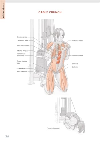 Bodybuilding Anatomy