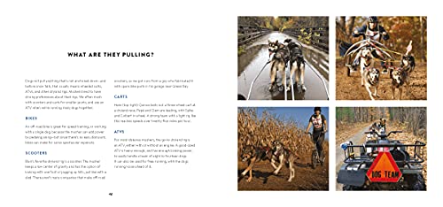 Dogs on the Trail: A Year in the Life