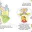 The Berenstain Bears' Big School Project
