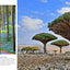 Forests: From the Amazon Rainforest to the Siberian Taiga (Amazing Places Landscape)