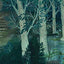 Home in the Woods