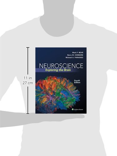 Neuroscience: Exploring the Brain, Fourth Edition by Mark F. Bear, Barry W. Connors, Michael A. Paradiso (2015) Hardcover