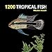 1200 Tropical Fish: An Illustrated Guide to 1200 Fish Species from Around the World