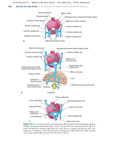 Before We Are Born: Essentials of Embryology and Birth Defects