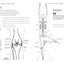 Yoga Anatomy Coloring Book: A Visual Guide to Form, Function, and Movement - An Educational Anatomy Coloring Book for Medical Students, Yoga Enthusiasts, Teachers & Adults (Volume 1)
