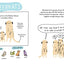 How Do Meerkats Order Pizza?: Wild Facts about Animals and the Scientists Who Study Them