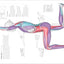Science of Running: Analyze Your Technique, Prevent Injury