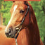 Pie in the Sky: Book Four of the Horses of Oak Valley Ranch