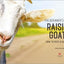 The Beginner's Guide to Raising Goats: How to Keep a Happy Herd