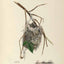America's Other Audubon