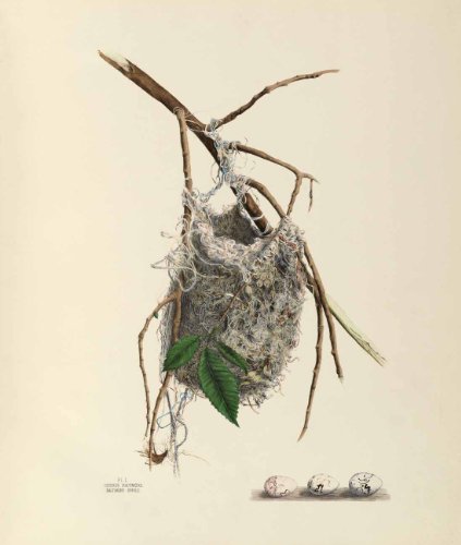 America's Other Audubon