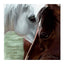 Of Women and Horses: More Expressions of the Magical Bond (CompanionHouse Books) Volume 2: A Collection of 30 Essays by Horsewomen, with Commentary by GaWaNi Pony Boy, Author of Horse, Follow Closely