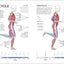 Science of Running: Analyze Your Technique, Prevent Injury