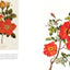 The Rose: An Illustrated History