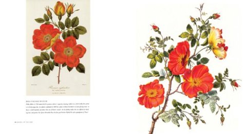 The Rose: An Illustrated History