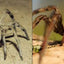Uliaq's Amazing Animals: Wolf Spider: English Edition (Nunavummi Reading Series)